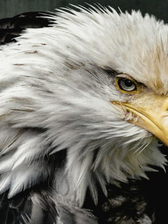 Watch: Bald Eagle Lays Eggs – Just in Time for Freedom Day