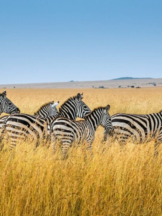 Zebra Courtship: How Males Compete for Female Attention in the Wild