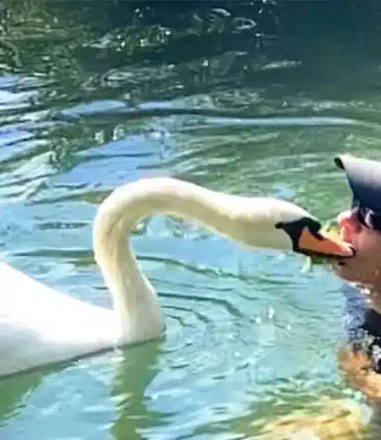 Watch Incredible Story: Guy Rescues An Egg And Becomes A Swan Dad For Life