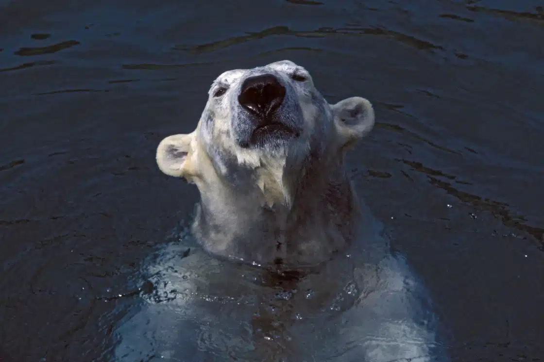 Polar bear plays in icy waters