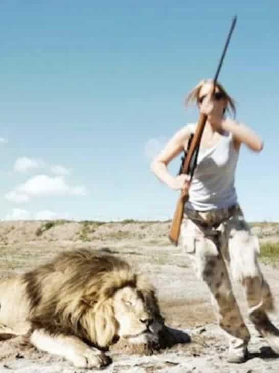Watch Viral Video: Trophy Hunter Attacked by Lion’s Brother – Real or Not?