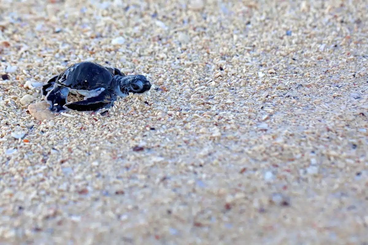 Watch: Release Of Baby Turtles To The Ocean