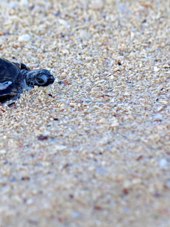 Watch: Release Of Baby Turtles To The Ocean