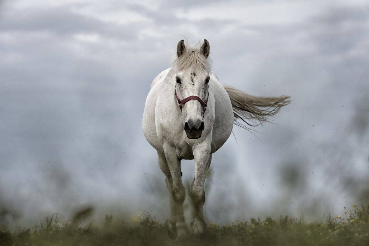 white horse running