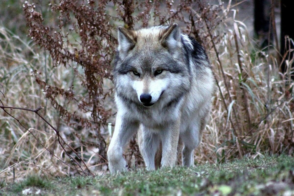 the most endangered wolf