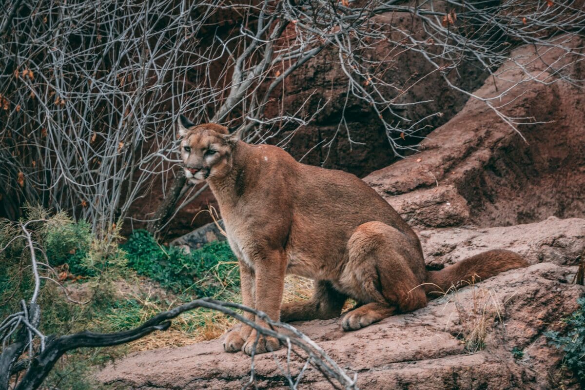 mountain lion inside apartment complex