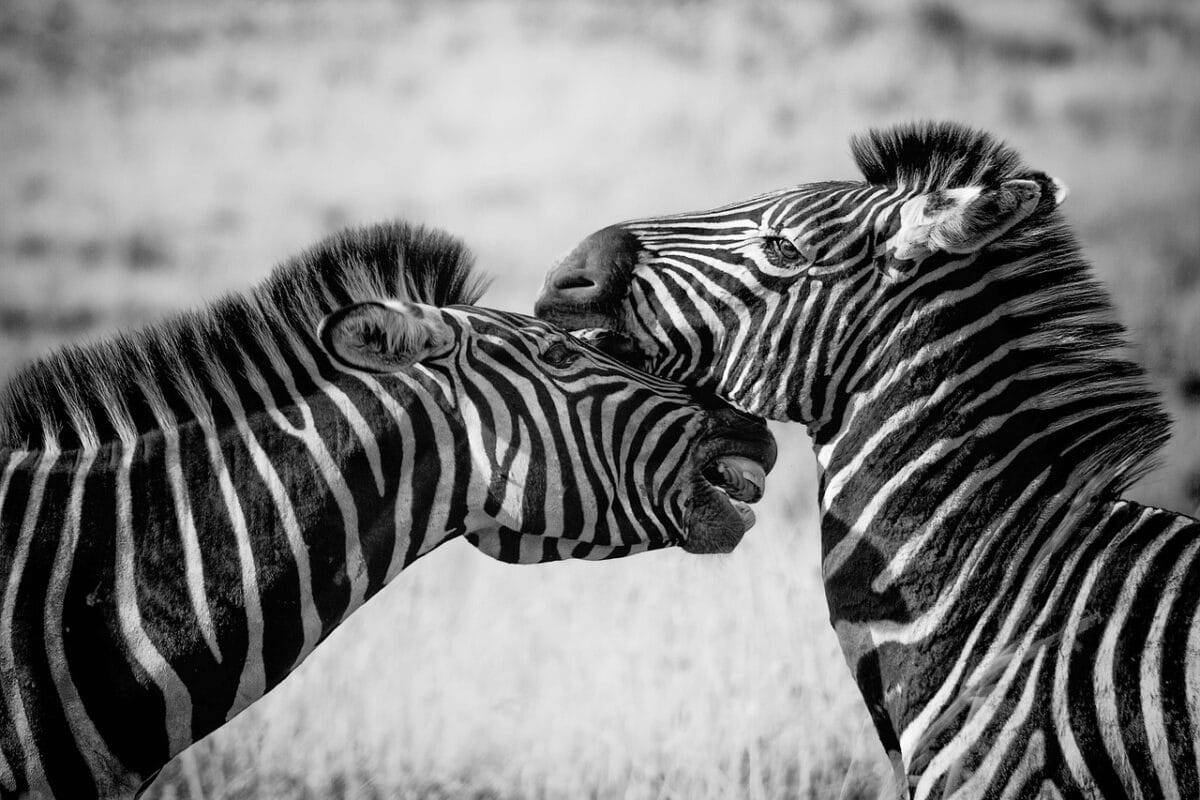two zebras in black and white
