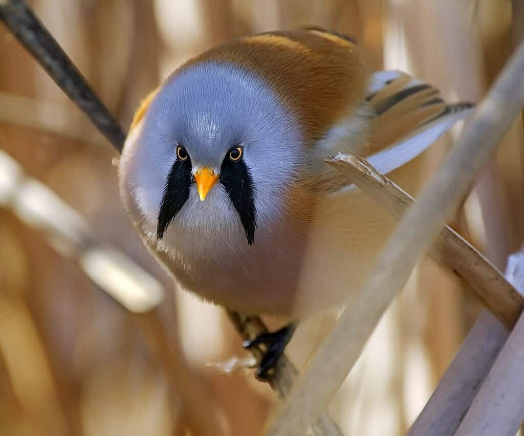 The Roundest Bird In The World Meet The Bearded Reedling Animals The Roundest Bird In The World Meet The Bearded Reedling Animals