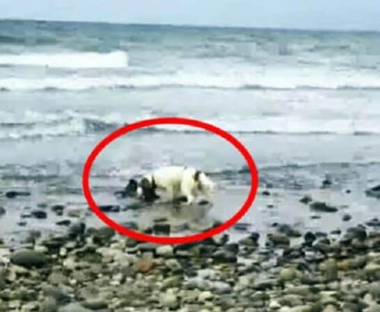 Watch: Dog Leads Owner to Baby Dolphin Stuck on Shore