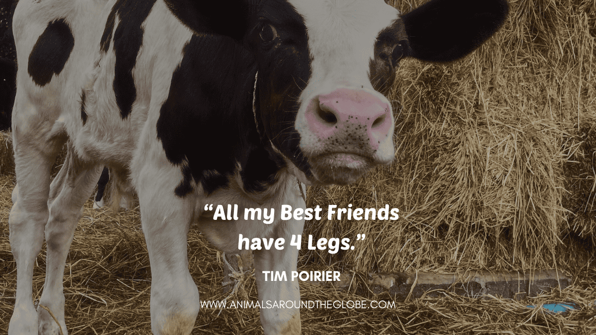 Cow animal quote. Image by Tara Panton