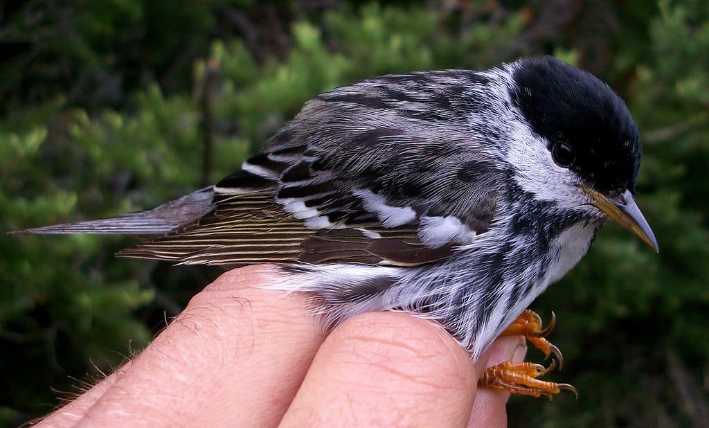 Blackpoll Warbler. PJTurgeon, CC0, via Wikimedia Commons