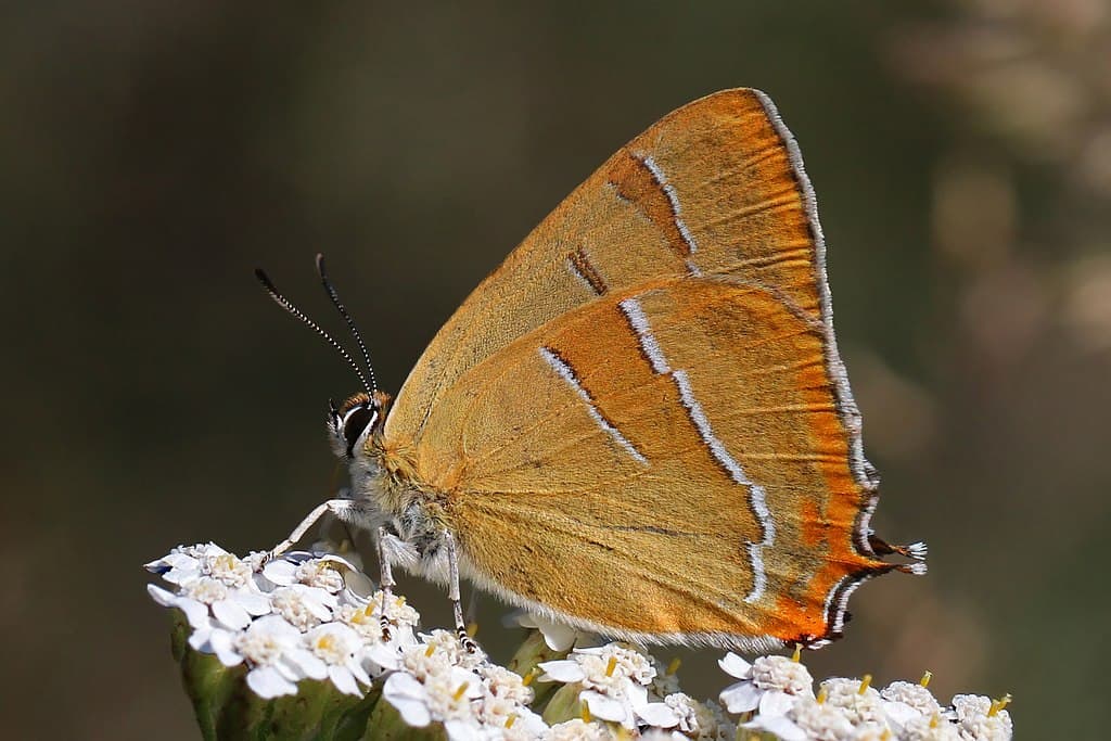 Brown Hairstreak butterfly