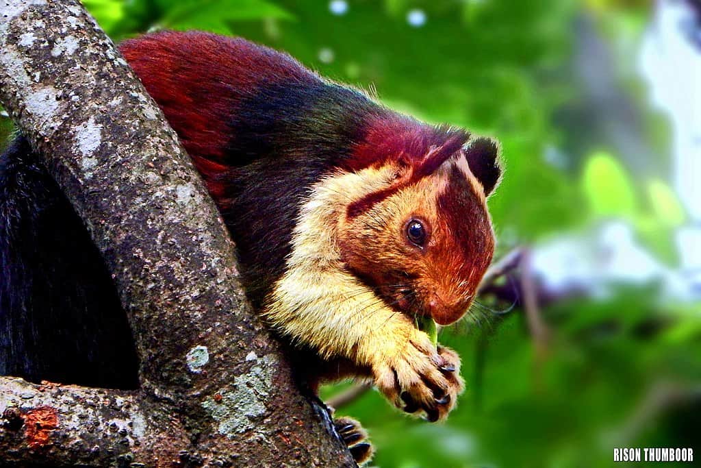 Indian Giant Squireel