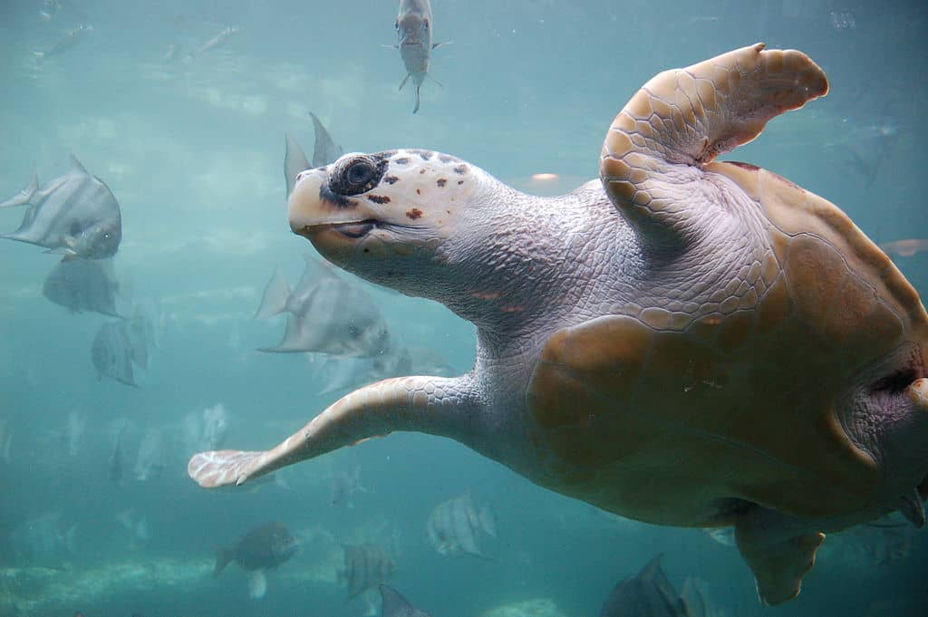 Loggerhead Sea Turtle. ukanda, CC BY 2.0 https://creativecommons.org/licenses/by/2.0, via Wikimedia Commons