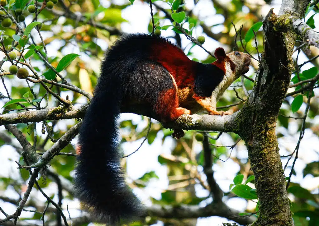 Indian Giant Squirrel