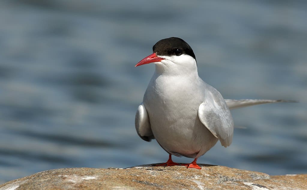 Artic Tern sitting on a rock. Kristian Pikner, CC BY-SA 4.0 https://creativecommons.org/licenses/by-sa/4.0, via Wikimedia Commons