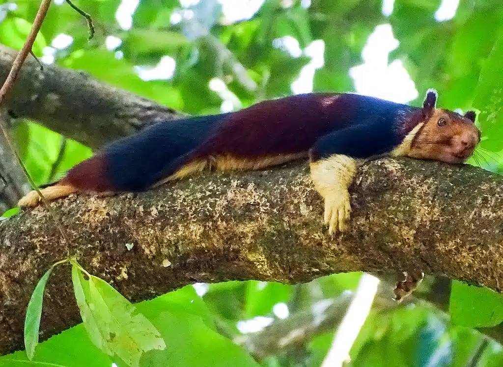 Indian Giant Squirrel