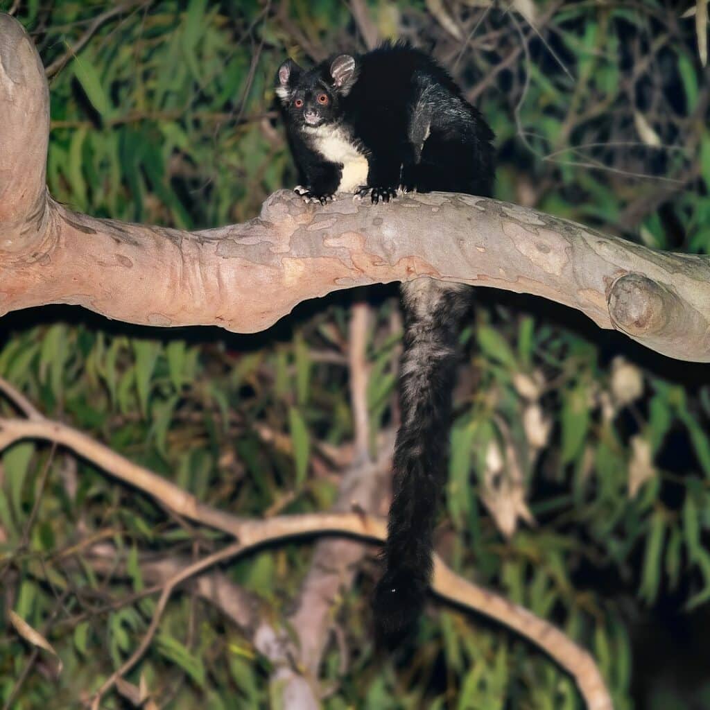 Greater Glider, Greater Sydney, New South Wales, Australia