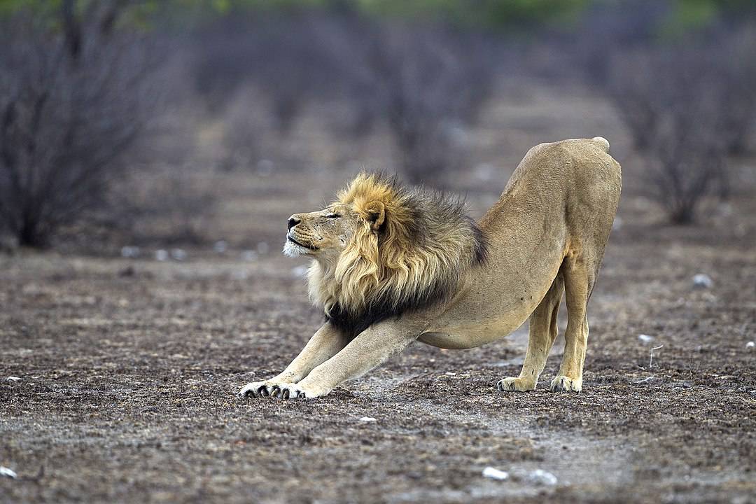 More details Adult male lion of the Okondeka pride stretching in Etosha National Park.