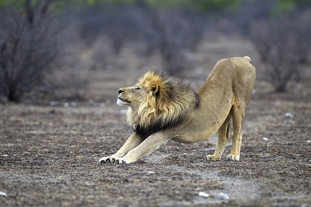More details Adult male lion of the Okondeka pride stretching in Etosha National Park.