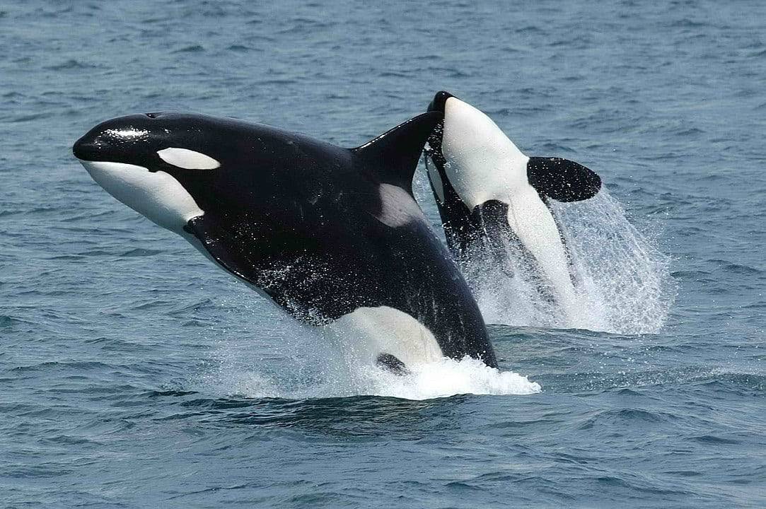 Killer whales jumping 