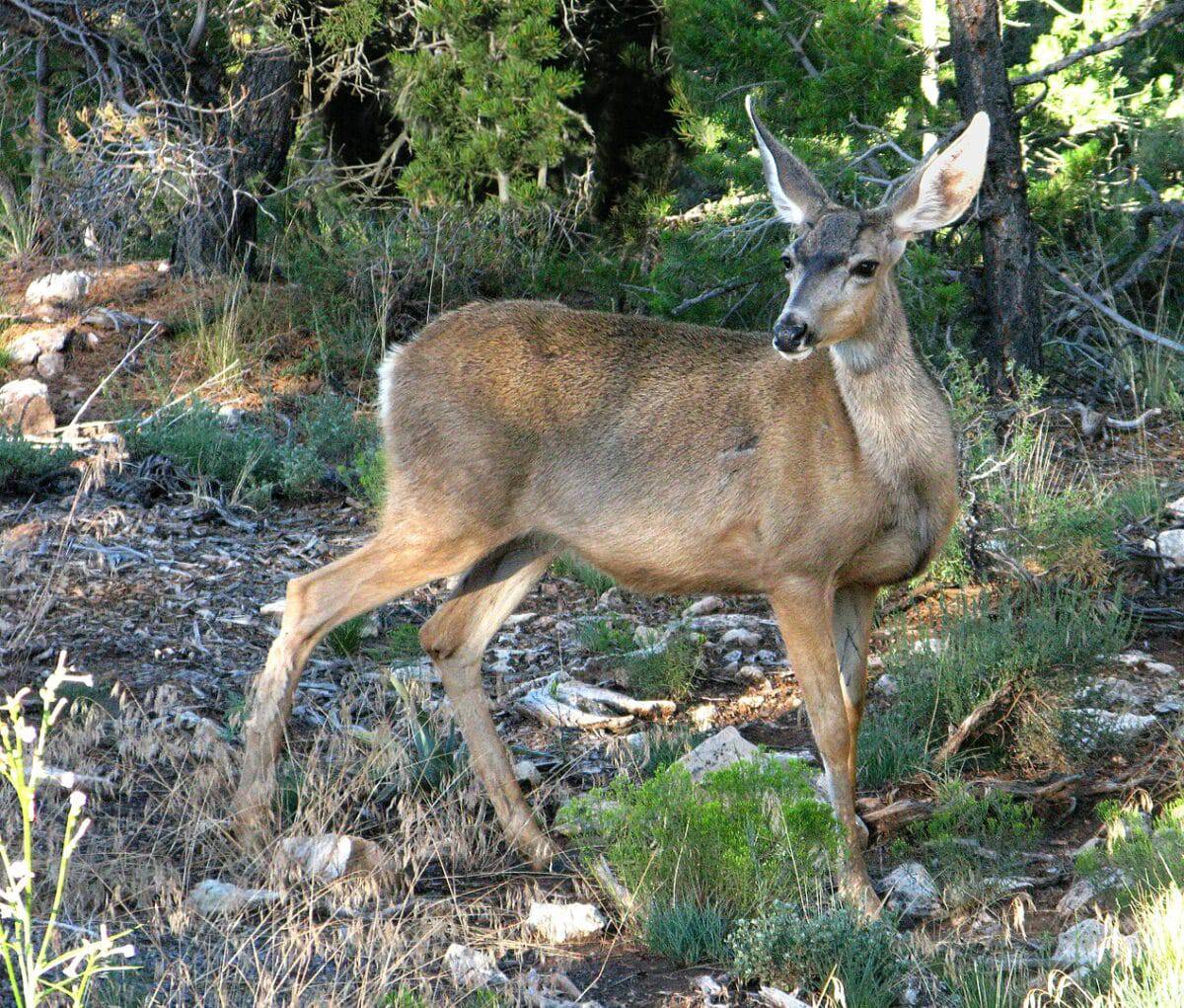Mule deer, are among the most readily seen mammals on the South Rim of Grand Canyon National Park.