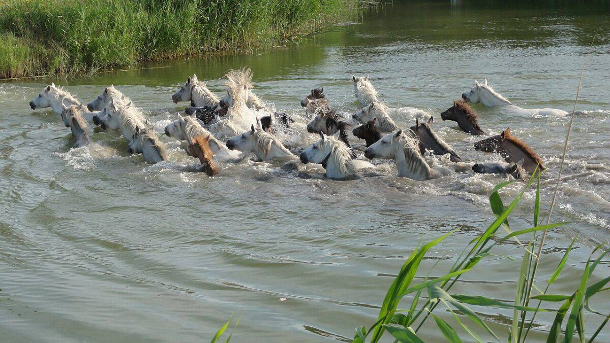 Horses swimming across a river