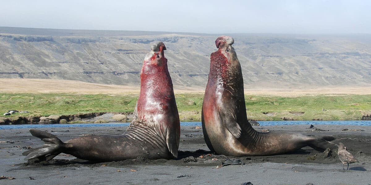 Two elephant seals fighting. 