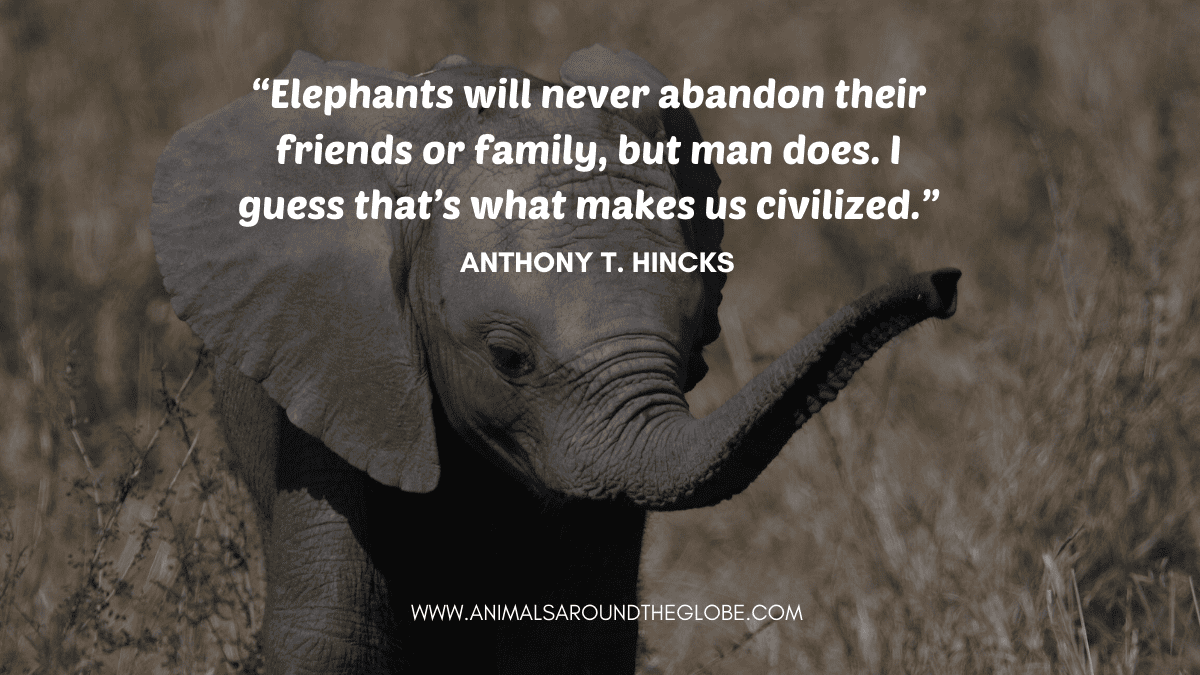 Baby elephant animal quote. Image by Tara Panton