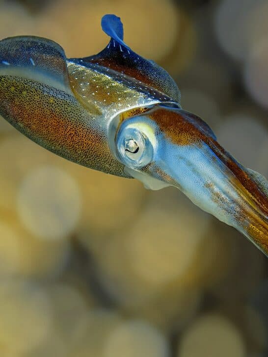 32 Animals That Communicate in the Strangest Ways