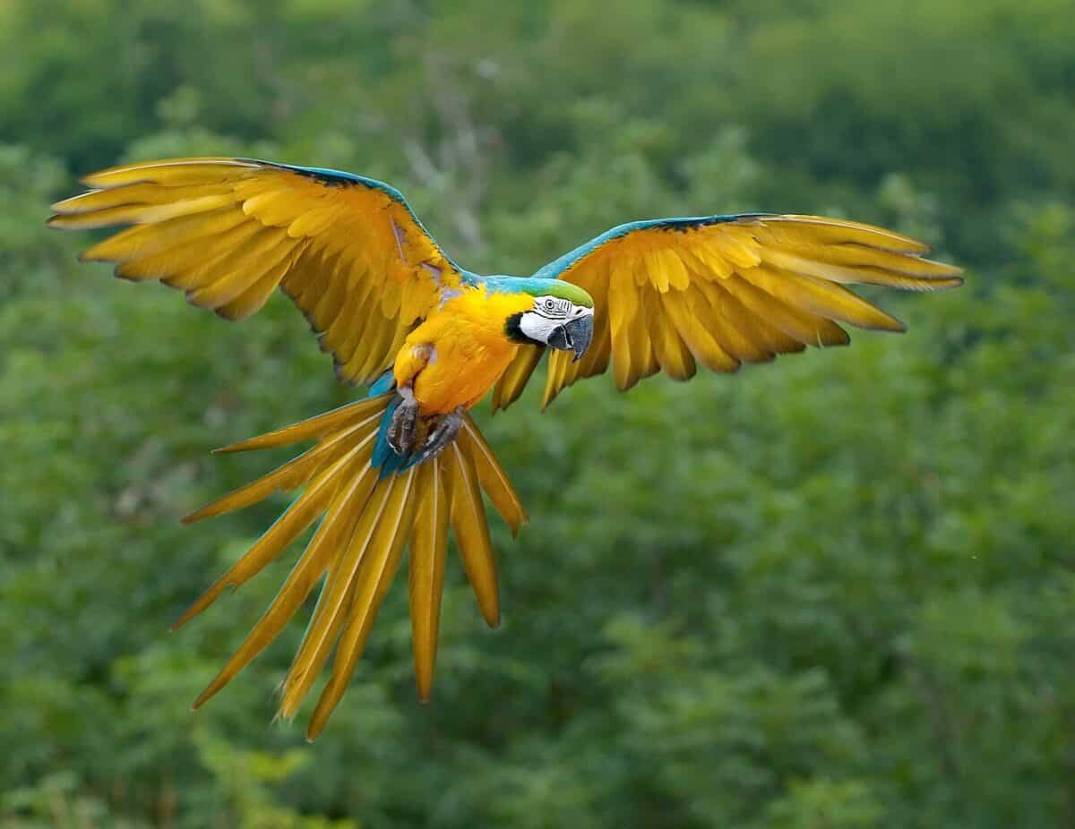 Blue-and-yellow Macaw in flight.