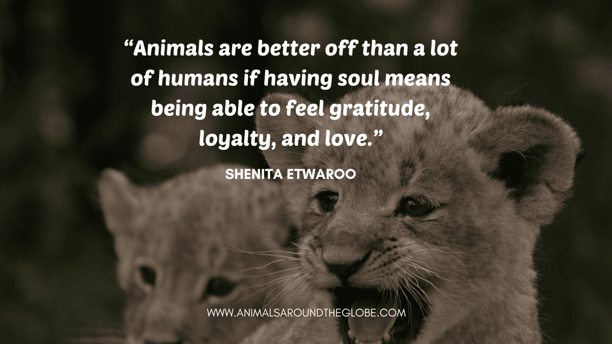 Baby lion animal quote. Image by Tara Panton