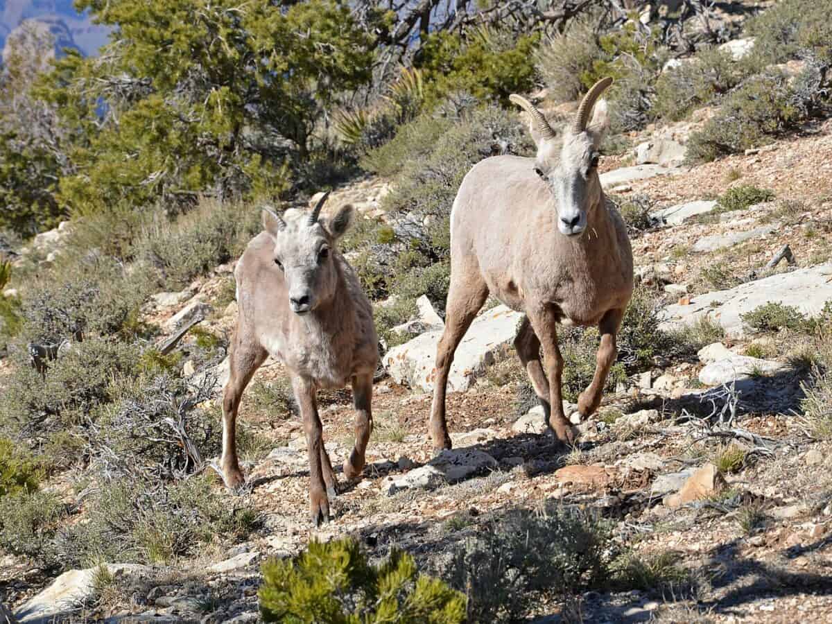 More details
Among the largest hoofed mammals in the park, the desert bighorn sheep, Ovis canadensis. 