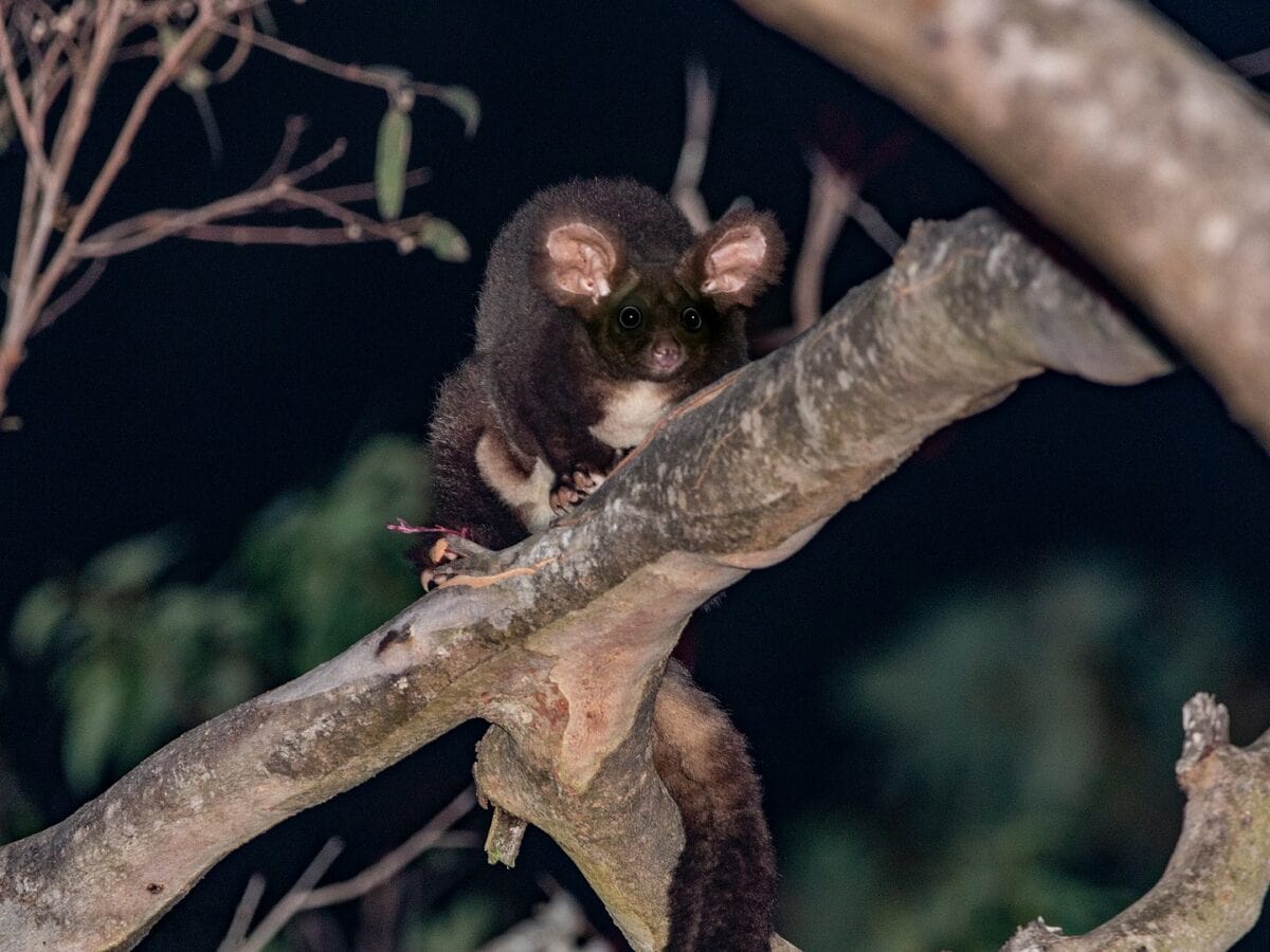 Greater glider sitting in a tree