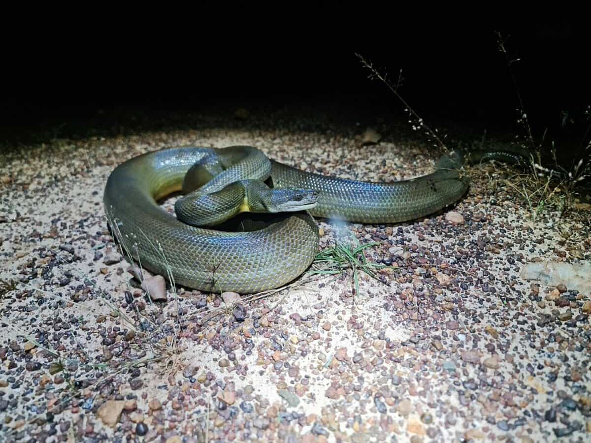 Australian Water Python