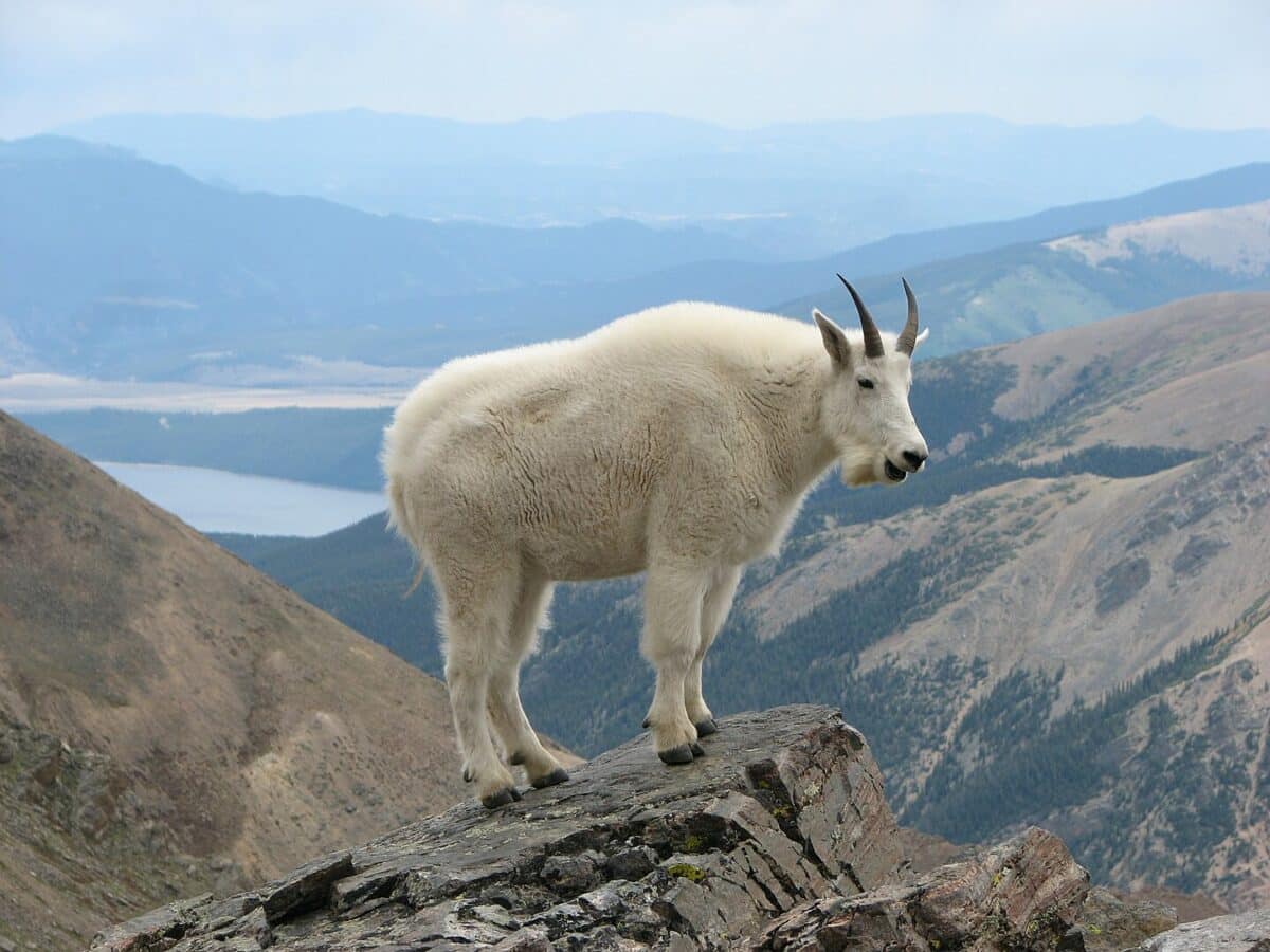 Mountain goat 