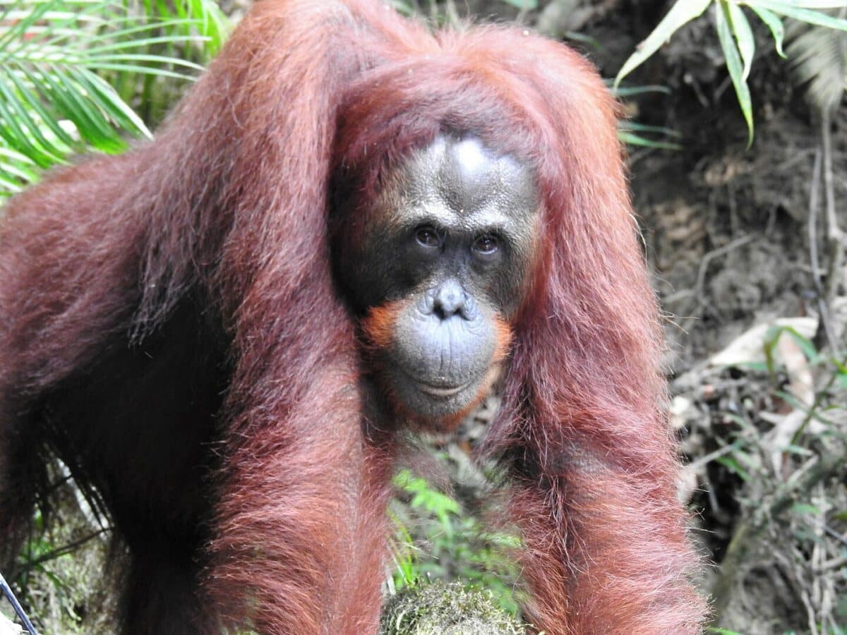 A photo of female orangutan, Cindy, who was released by the Borneo Orangutan Survival Foundation in the Bukit Batikap Protection Forest.