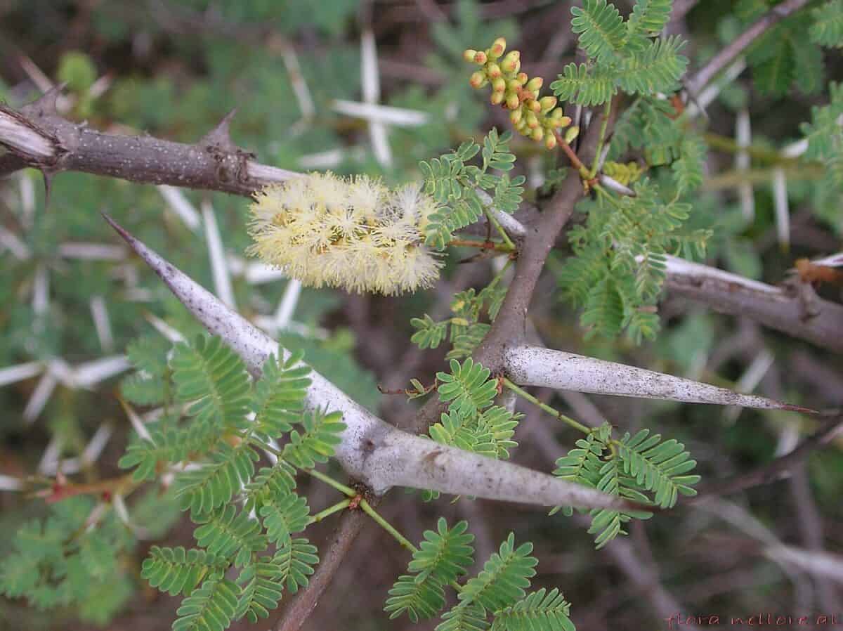 Acacia thorns on which ants stay on. 