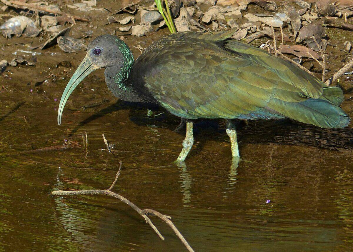 Transpantaneira, Poconé, Mato Grosso, BRAZIL