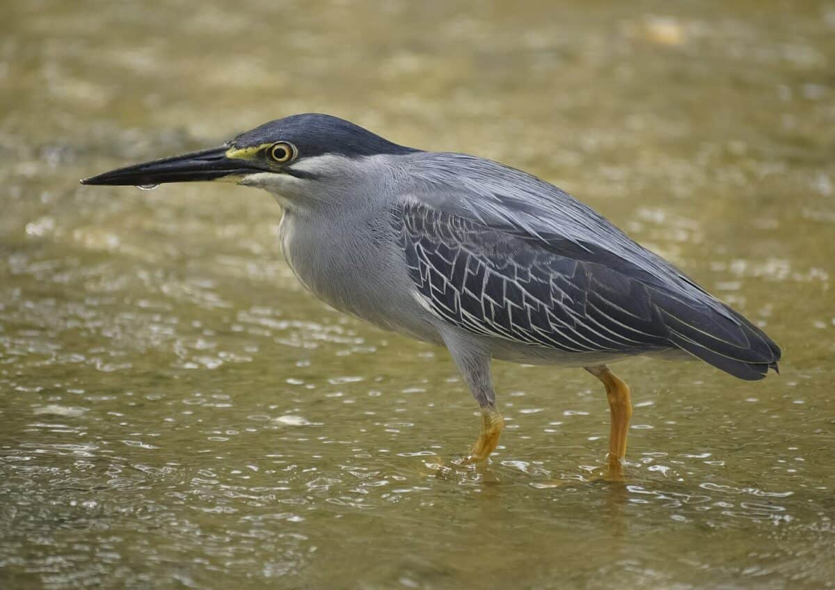 A wild Striated Heron (Butorides striata) wades in the shallow part of a pond in Kuala Lumpur, Malaysia, preparing to catch a fish.