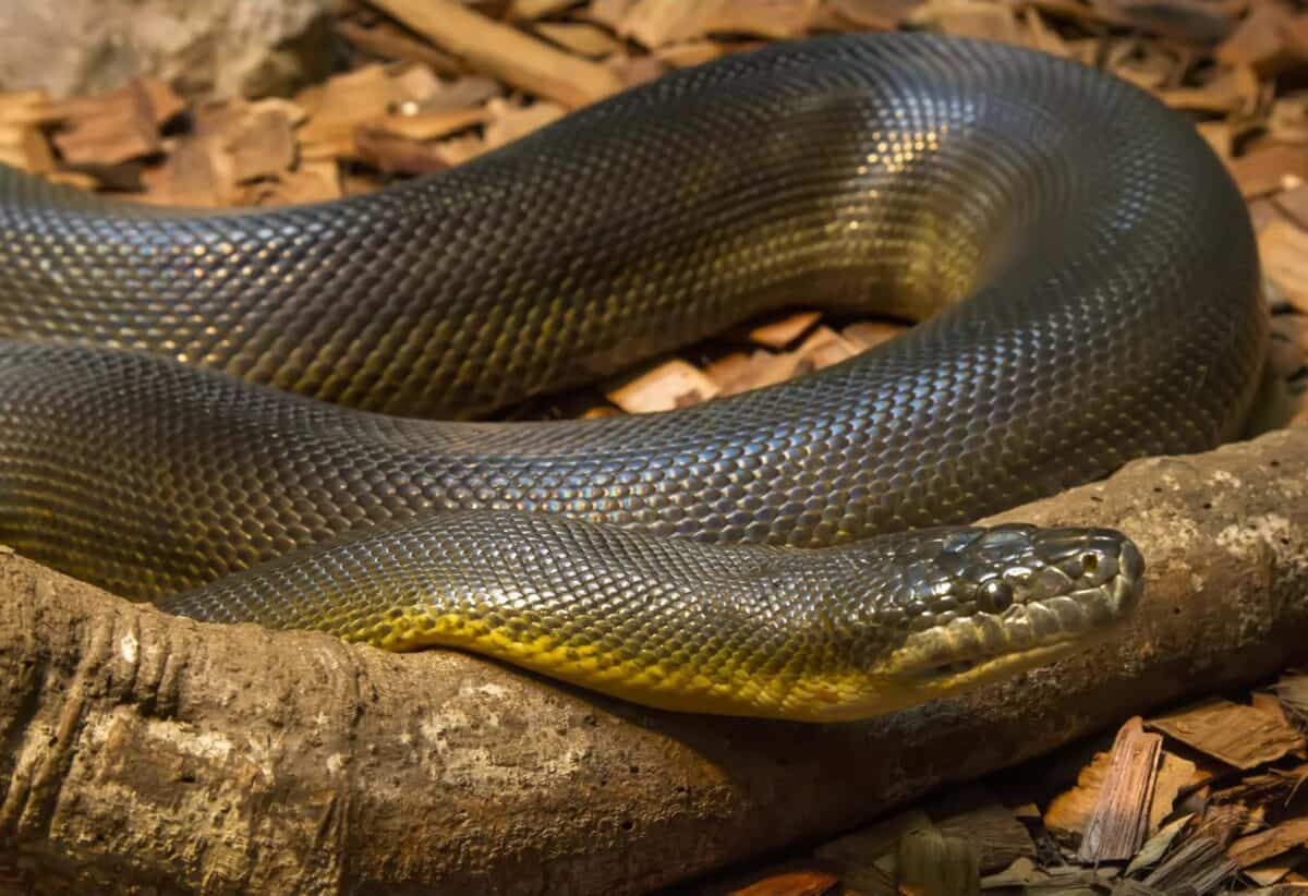 Australian Water Python