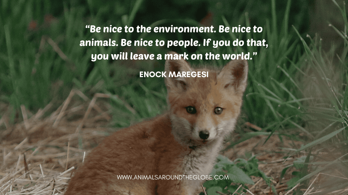 Fox animal quote. Image by Tara Panton