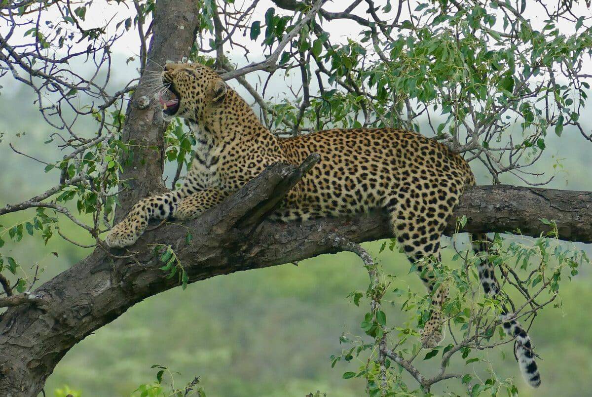 Leopard yawning in a tree