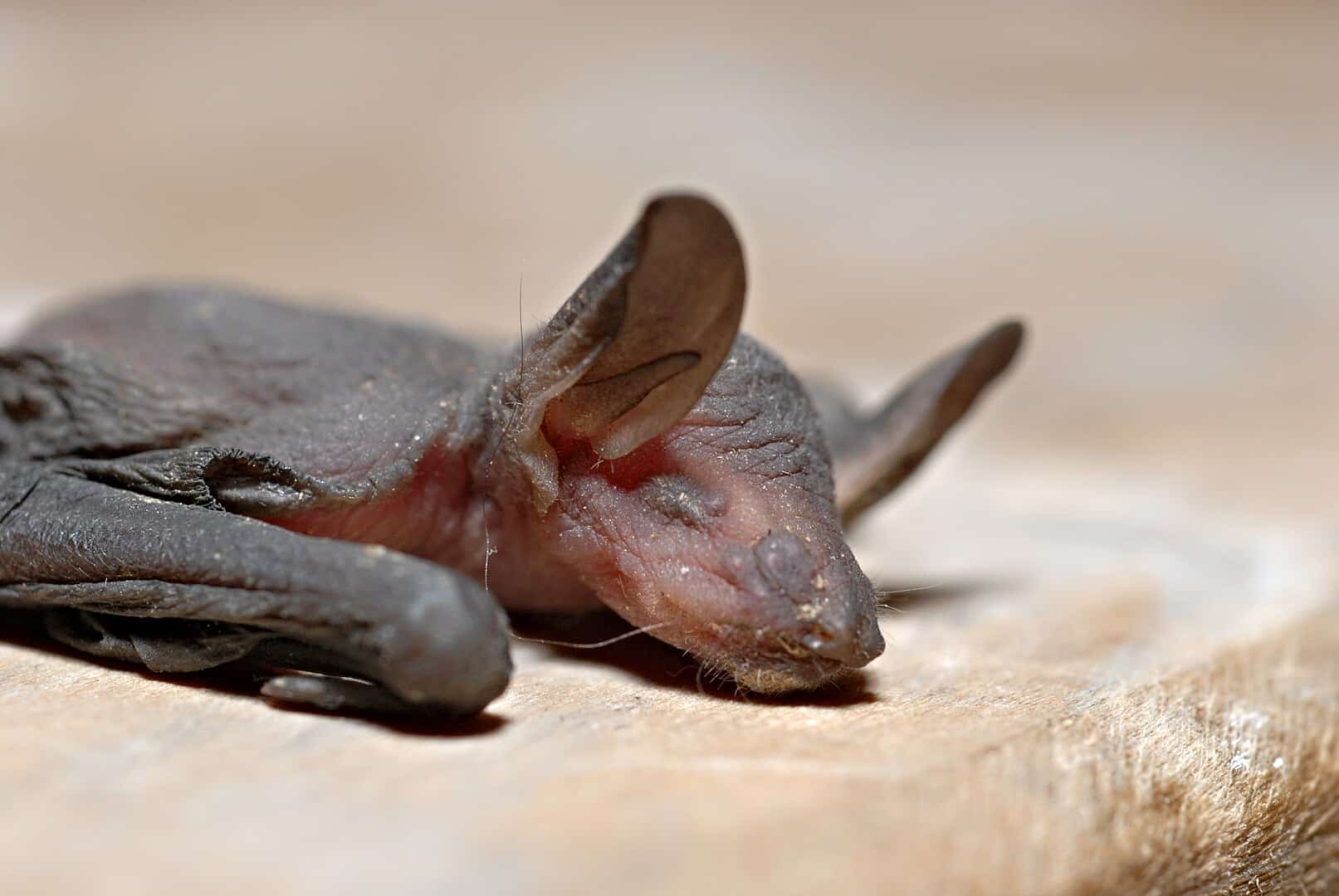 Baby bat