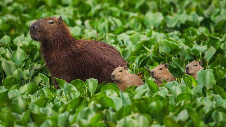 The Largest Rodent on Earth: The Capybara