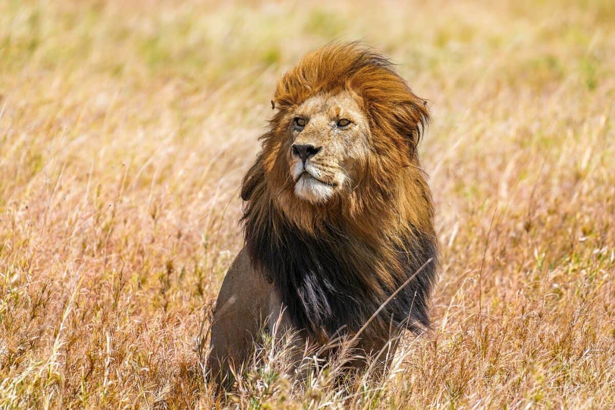 Wild lion Snyggve scanning the horizon in the Serengeti National Park.