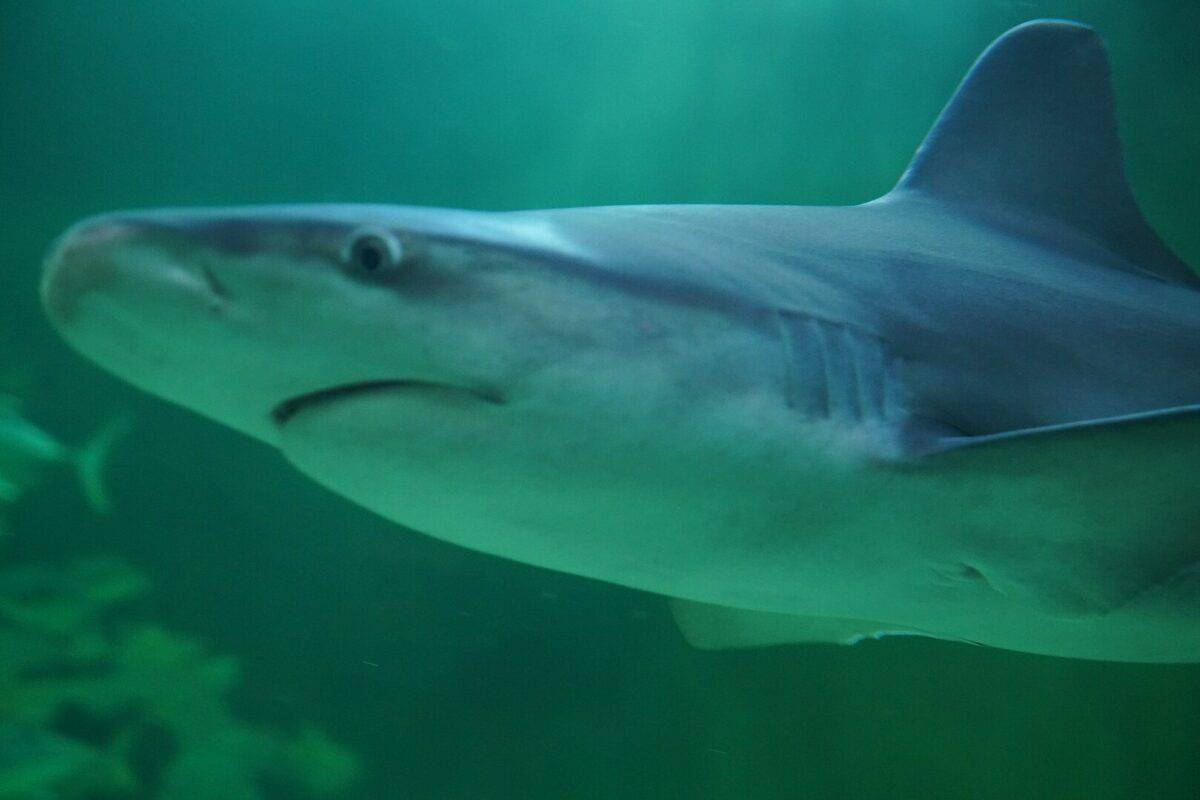 Shark in North Carolina Aquarium