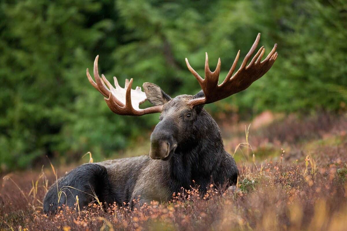 A male moose takes a rest in a field during a light rainshower. 