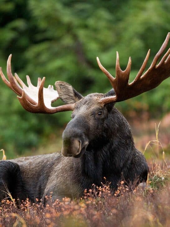Encounter The Largest Moose in the World