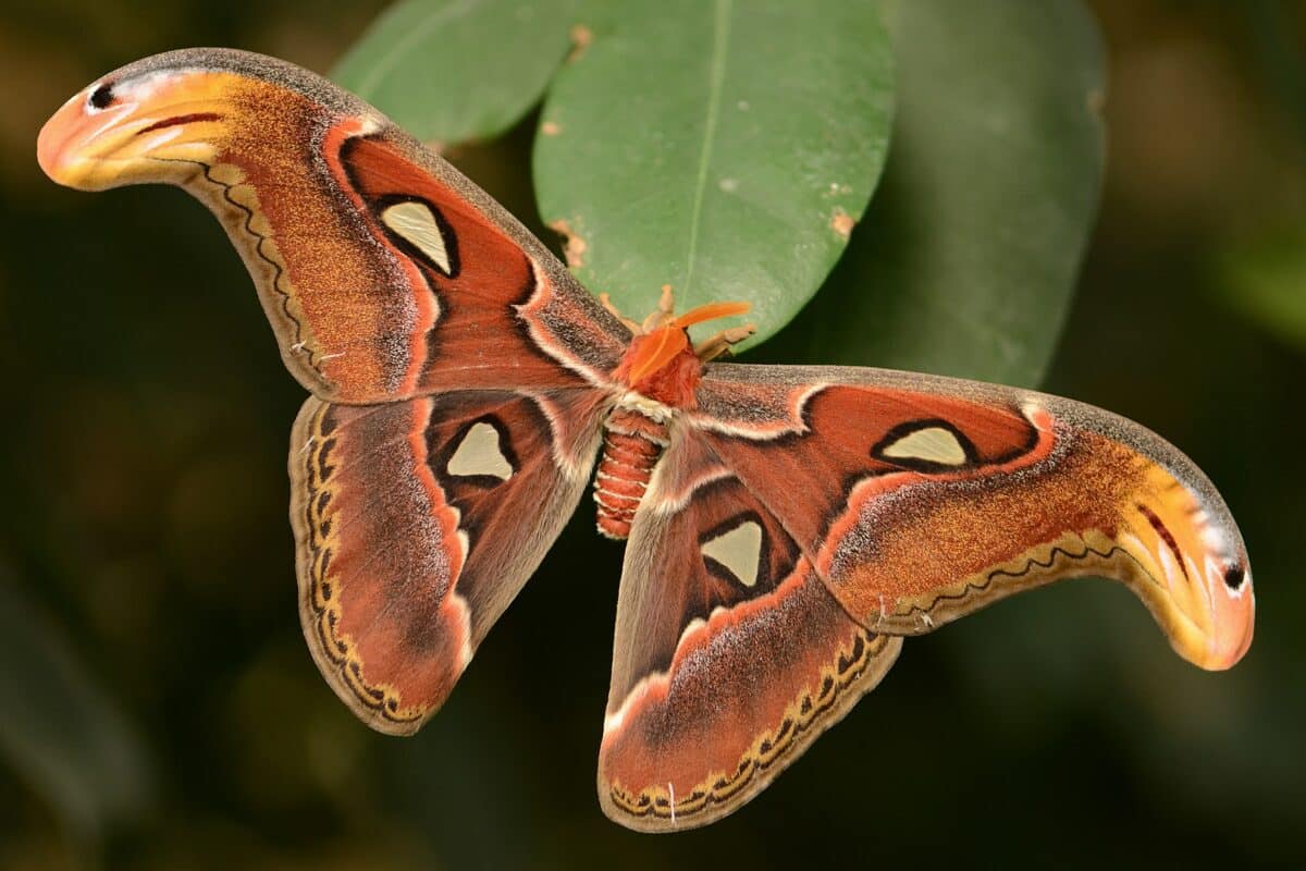 A beautiful moth.